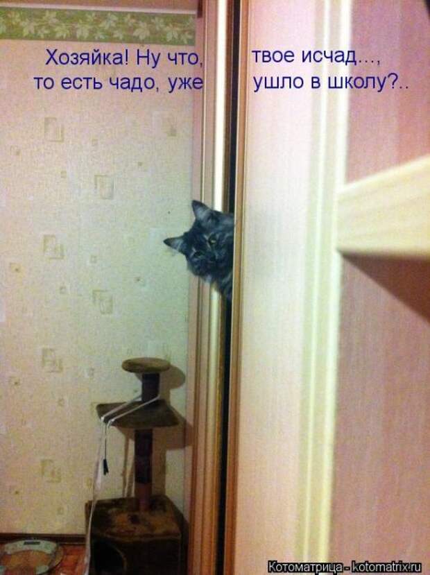 Котоматрицы(картинки с надписями)