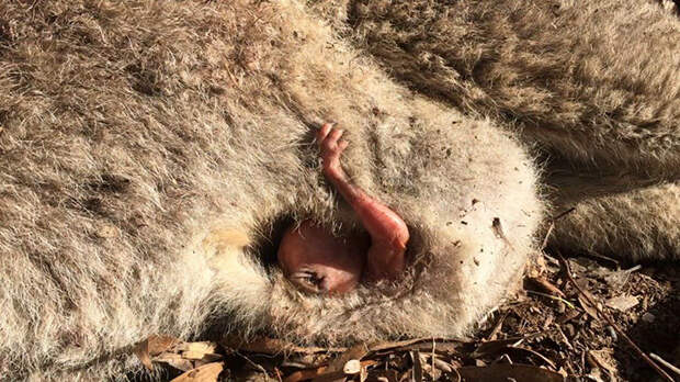 В Австралии спасли кенгуренка, который сидел в сумке сбитой машиной матери