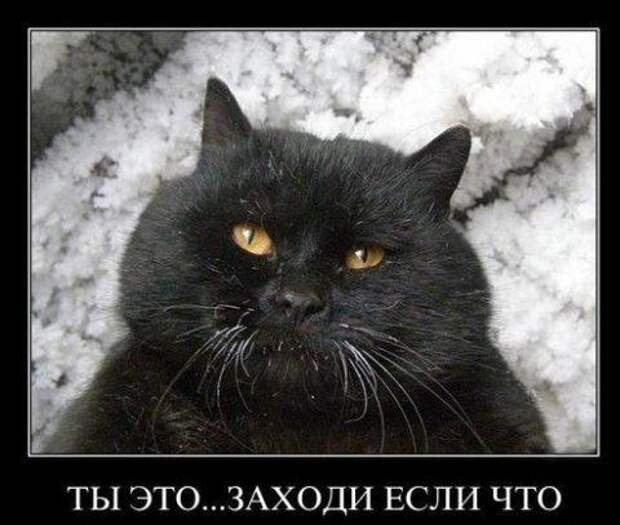 Демотиваторы про животных Демотиваторы про животных