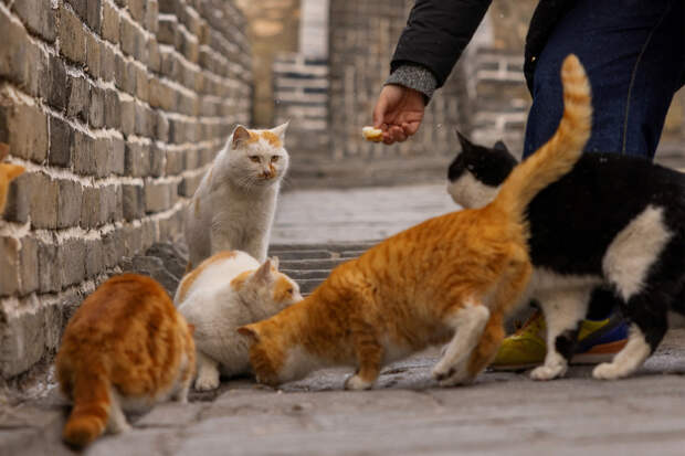 Чужие кошки за 20 дней принесли мужчине почти два миллиона рублей