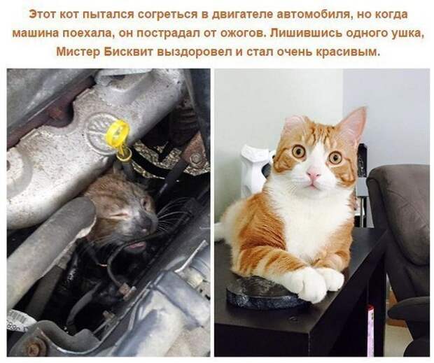 Спасенные кошки, которых подобрали и полюбили. Фото до и после. Спасенные кошки, которых подобрали и полюбили. Фото до и после.