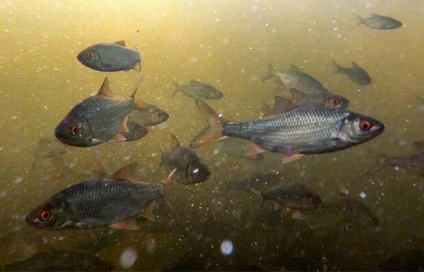 Ученые нашли необычное применение рыбам
