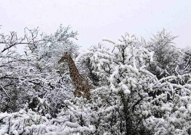 4. Видели ли вы жирафов, окружённых снегом? в мире, животные, мир, природа, удивительно, фото