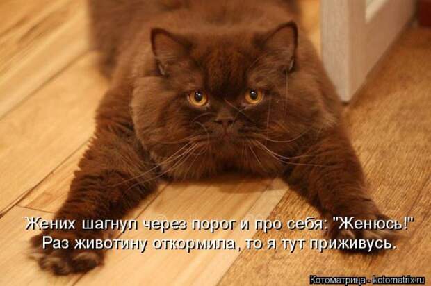 Лучшие котоматрицы недели (50 фото)