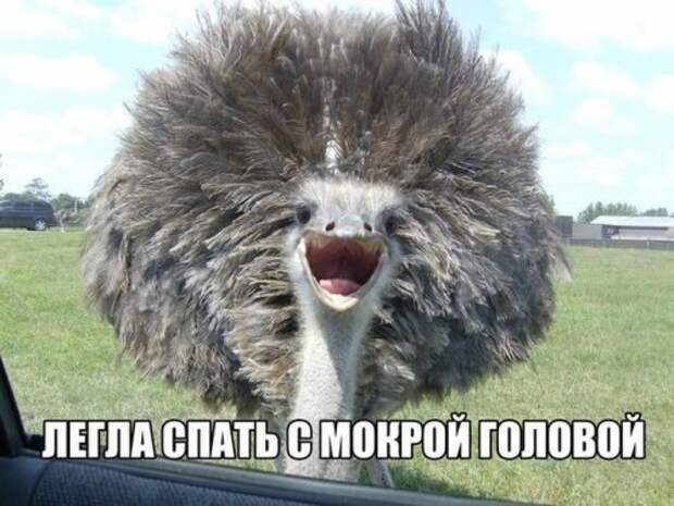 Свежие прикольные картинки (48 шт)