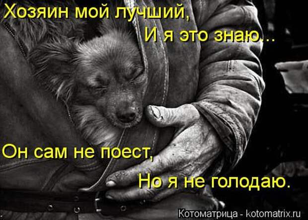 Лучшие котоматрицы за неделю