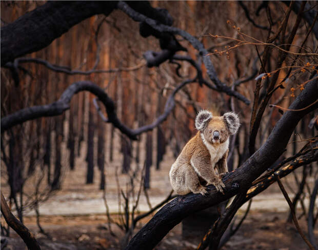 Коала на дереве