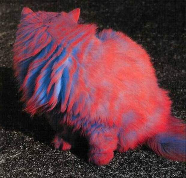 Кэтпейнтинг — это форма искусства или издевательство над животными? catpainting08 Кэтпейнтинг — это форма искусства или издевательство над животными?