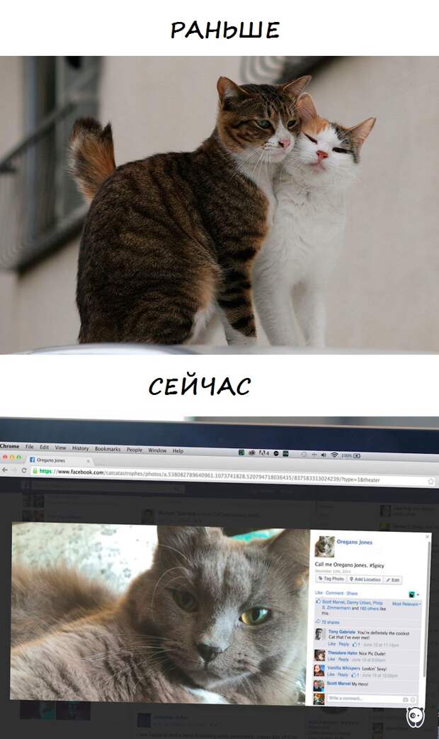коты