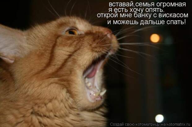 Лучшие котоматрицы недели (50 фото)