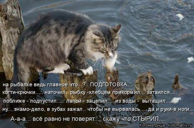 Новые котоматрицы для настроения (32 шт)