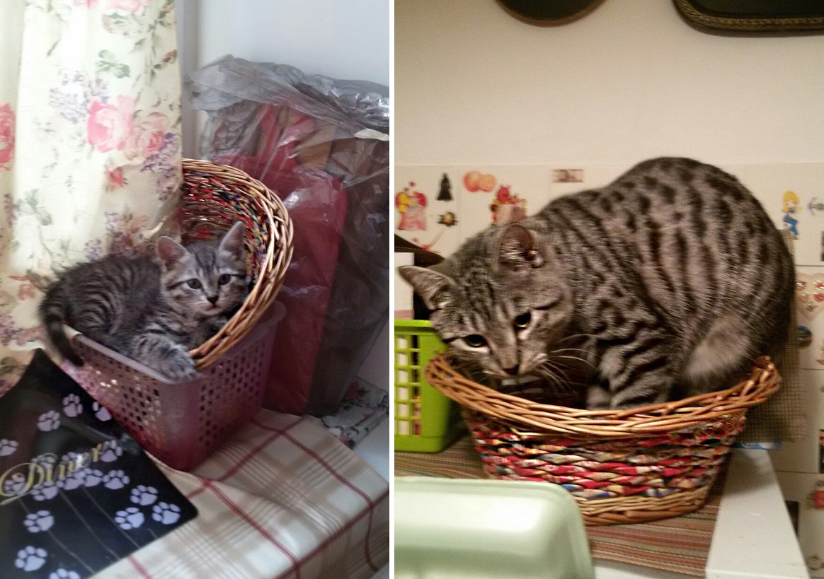 кот