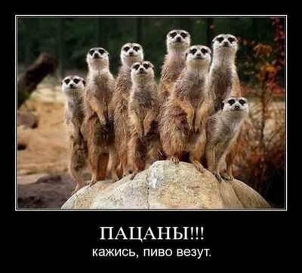 Демотиваторы про животных Демотиваторы про животных