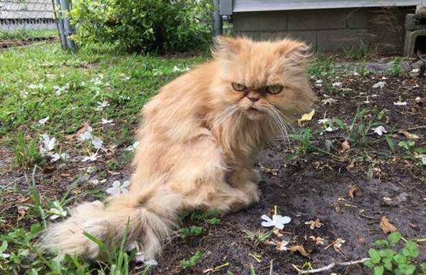 Кот Гарфильд, который всем недоволен (7 фото)