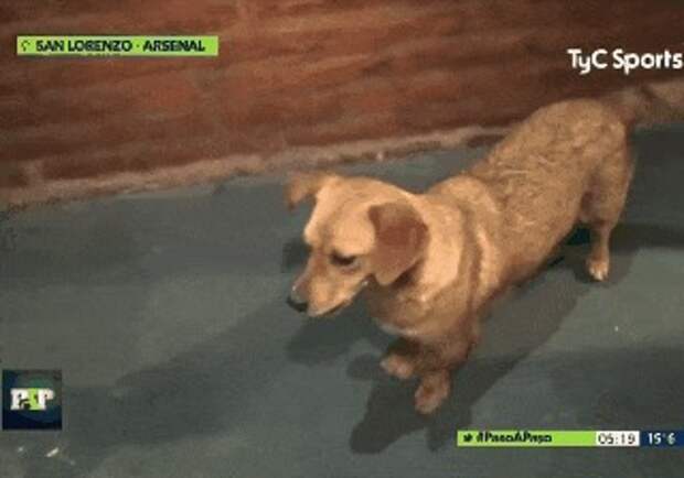 Жизнерадостная собака стала героем футбольного матча чемпионата Аргентины