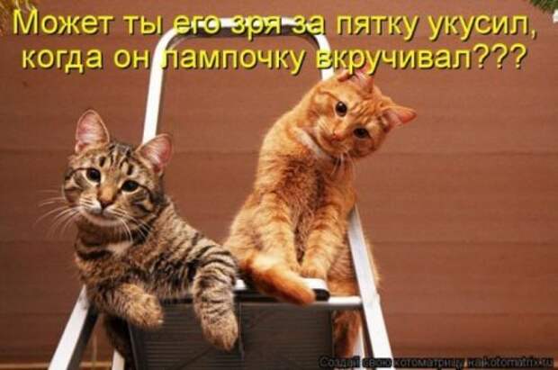 Котоматрицы....самые прикольные