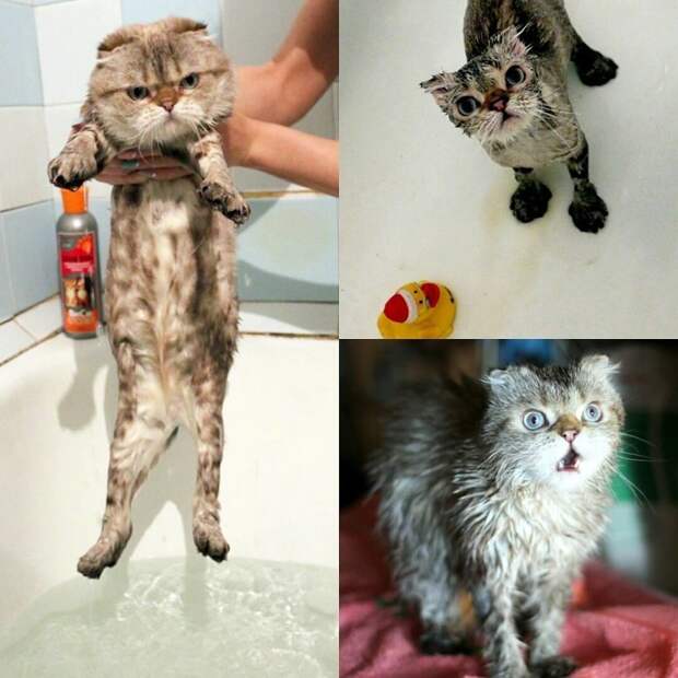 15 вымытых котиков, которые непременно отомстят своим хозяевам #мытыйкот, Instagram, животные, кот, котики, мытый и несчастный