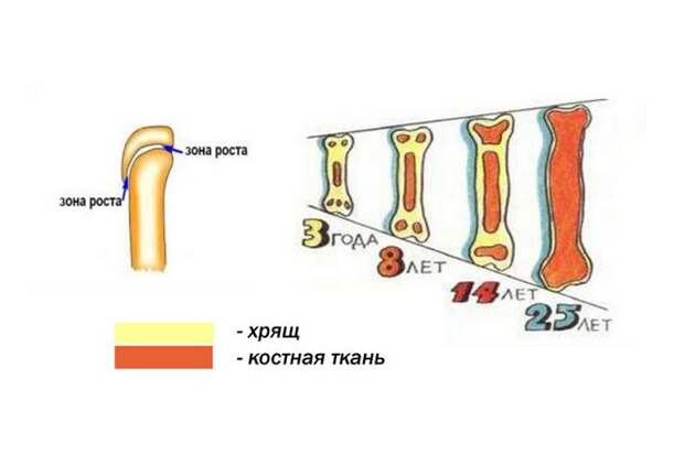 Изменение костей по мере роста