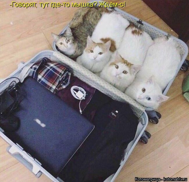 Лучшие котоматрицы недели (50 фото)