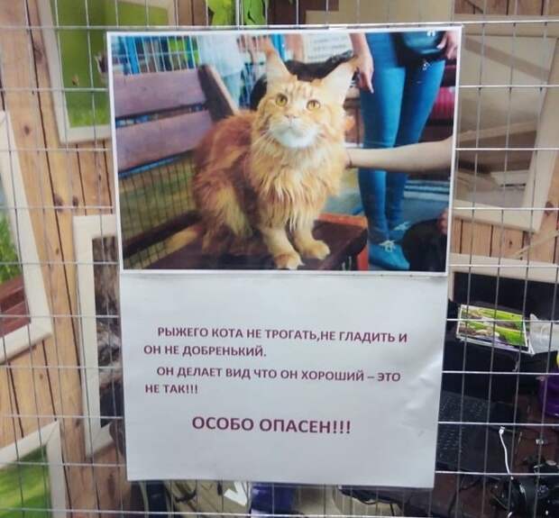 22 питомца, которые считают, что эталон «хороший мальчик» морально устарел