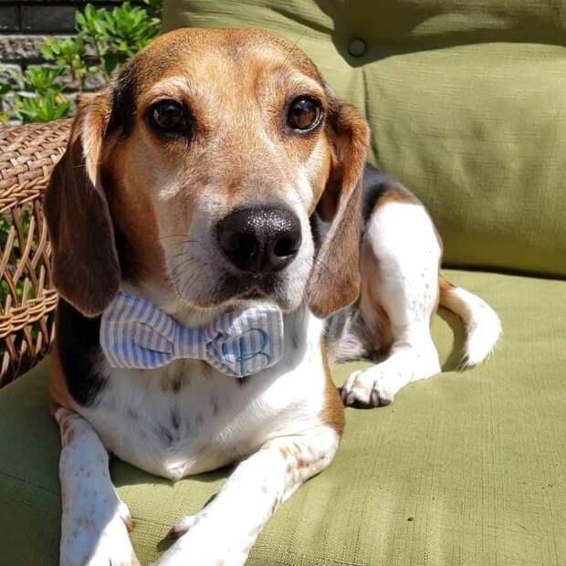 Ребёнок танцевал под музыку, а пёс играл на пианино и пел. Питомец еще и не такое умеет