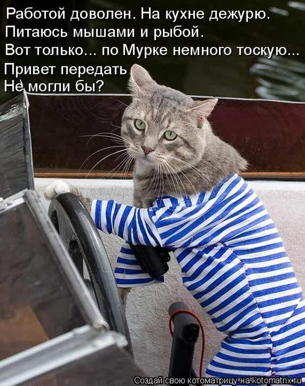 Лучшие котоматрицы недели (50 фото)