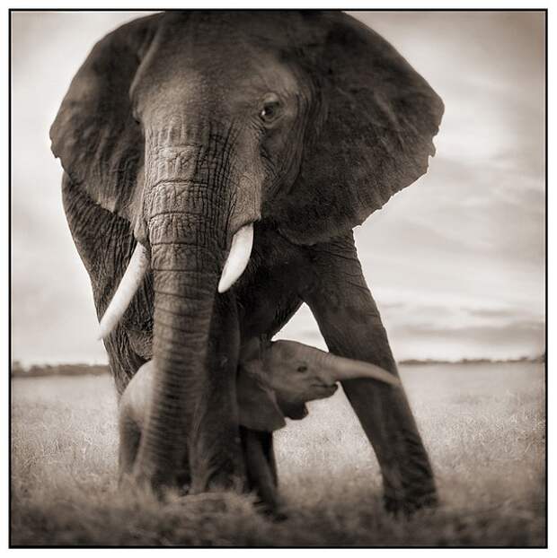 фотографии африки. Nick Brandt