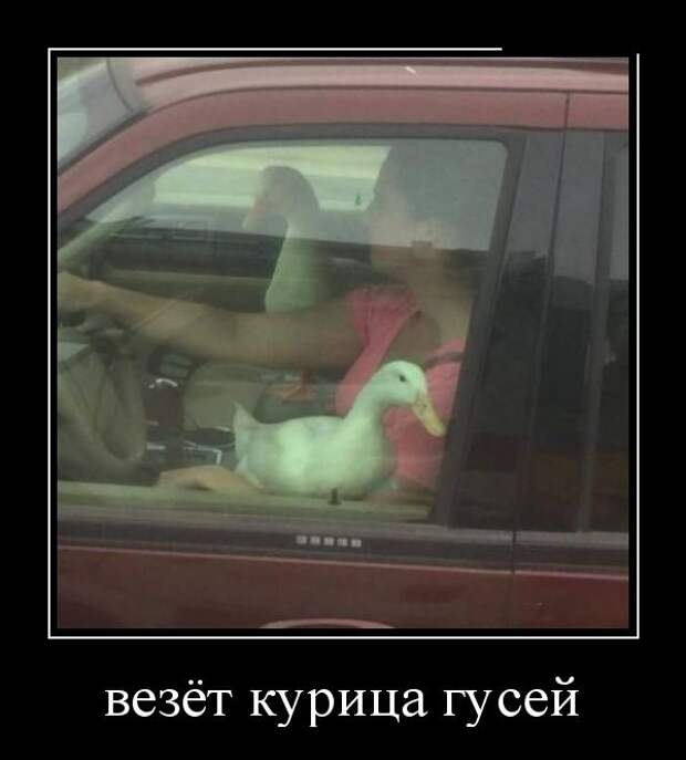 Демотиваторы (30 фото)