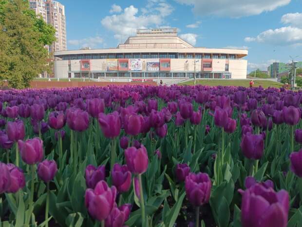 В Иванове на городских клумбах распустилось 80 тысяч тюльпанов