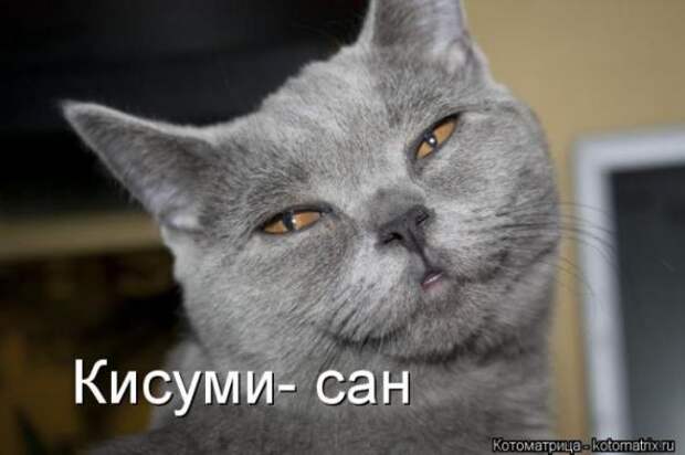 Котоматрицы (картинки с надписями)