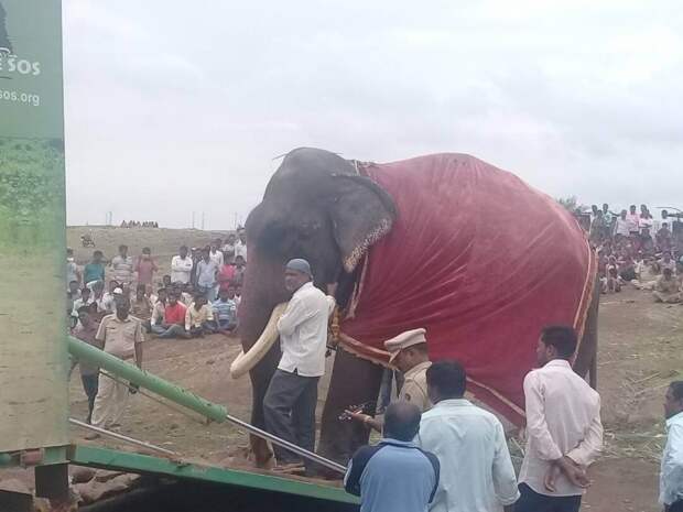 Зоозащитники освободили 75-летнего слона, который 50 лет просидел на цепи животные, слон, спасение