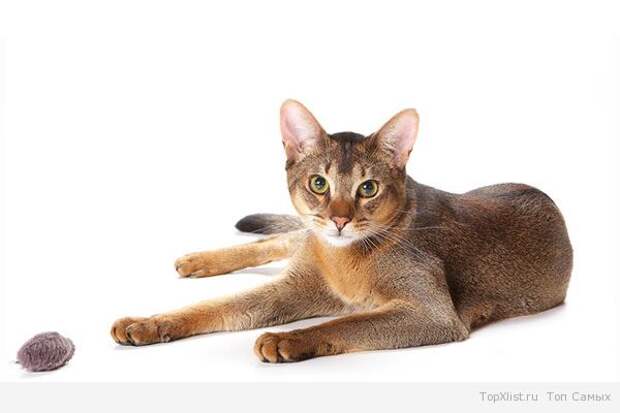 abissinskie koshki