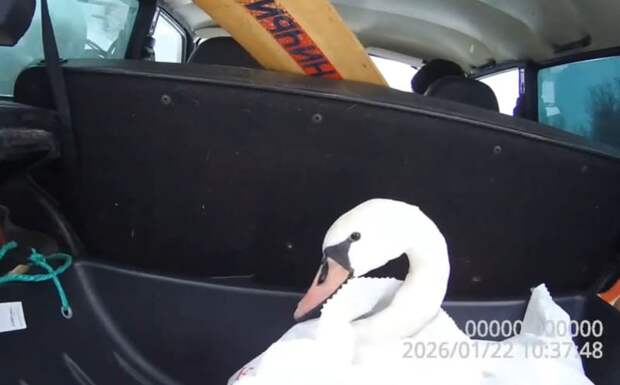 Лебедя, замерзающего на пруду, перевезли в смоленский парк