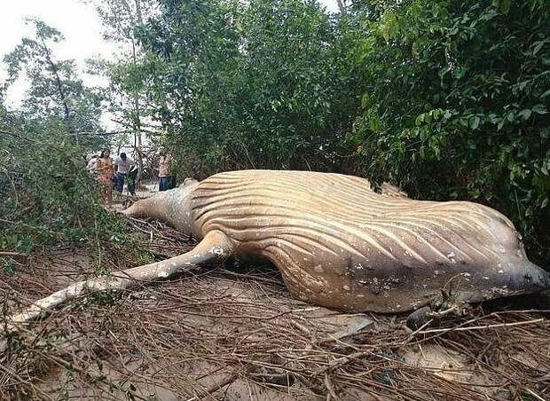 10-тонное морское млекопитающее оказалось неподалеку от устья Амазонки, в 15 м от океана бразилия, джунгли, животные, загадка, кит, лес, остров
