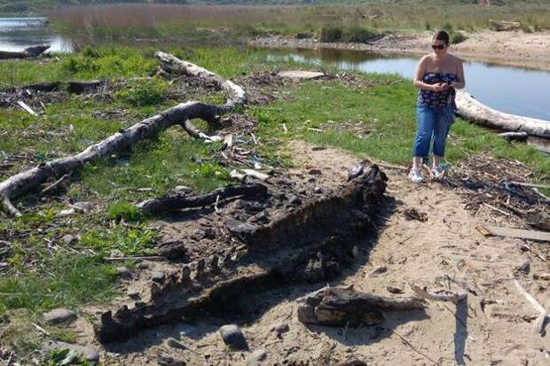 Истлевшие останки загадочного морского монстра шокировали любителей пляжного отдыха динозавр, необъяснимое, чудовище
