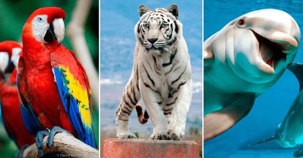 10 самых красивых животных на планете - некоторые скоро из них исчезнут