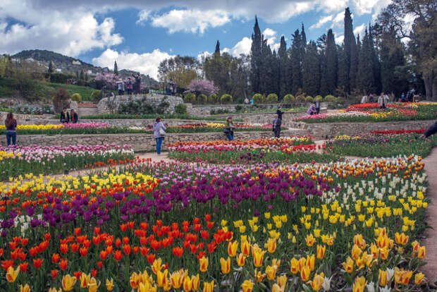 Тринадцатый парад тюльпанов в Никитском ботаническом саду пройдет онлайн