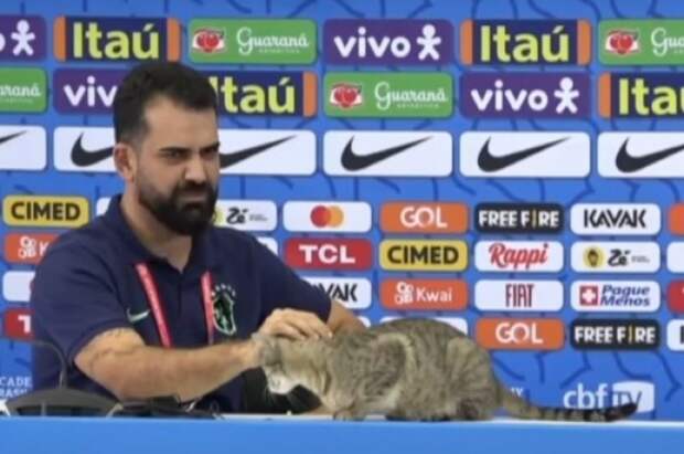 Пресс-атташе сборной Бразилии по футболу грубо сбросил кота со стола