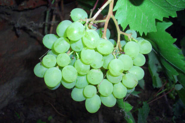 В условиях Подмосковья виноград нуждается в укрытии