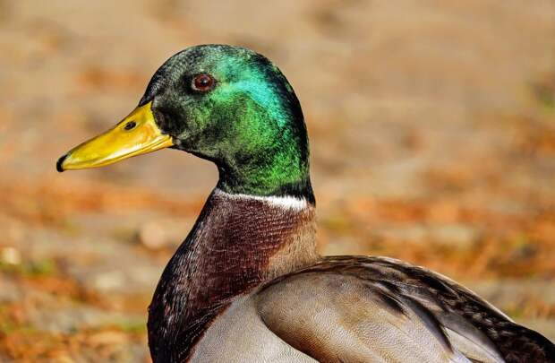 mallard-1893080_1920 фото дня