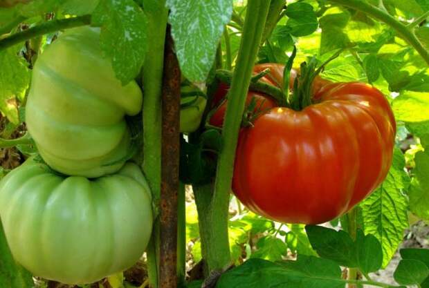 Наличие крупных бурых плодов на ветках тормозит созревание остальных томатов