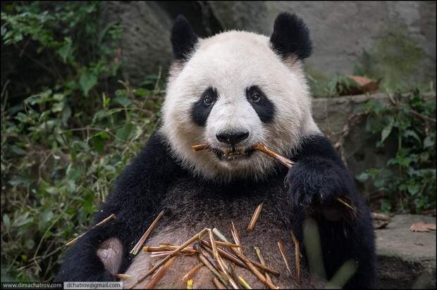 panda02