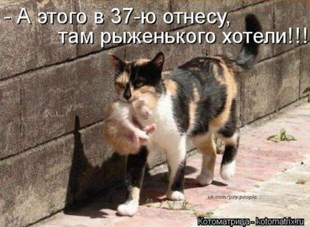 Котоматрицы(картинки с надписями)