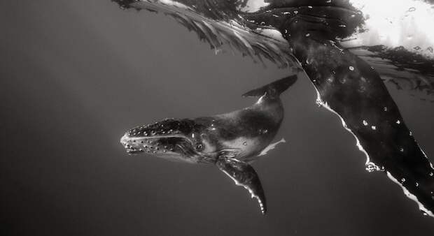 Фотографии китов в натуральную величину от Брайана Остина
