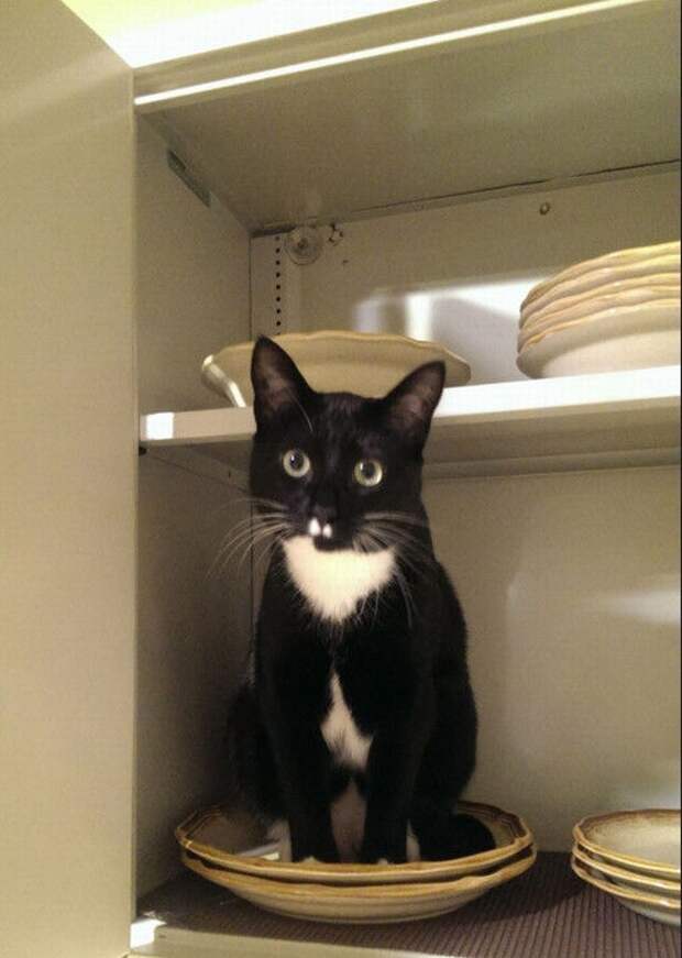 смешные кошки коты, кошки странные места поспать, коты неподходящие места прилечь, кошки выбирают место