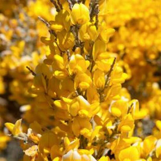 Дрок красильный (Genista tinctoria Benehoavensis)