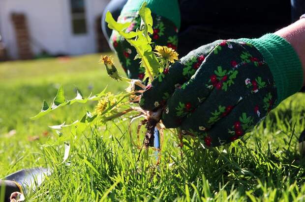 Долой сорняки: простое средство, которое избавит от вредной растительности на даче