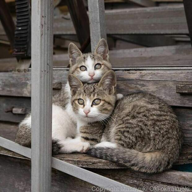 Очаровательные уличные котейки в объективе японского фотографа