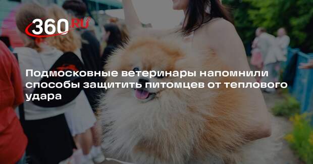 Подмосковные ветеринары напомнили способы защитить питомцев от теплового удара