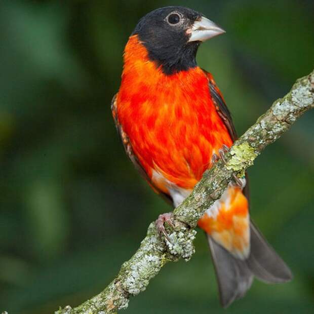 Огненный чиж  (лат. Spinus cucullatus)  - самая красная птица в мире